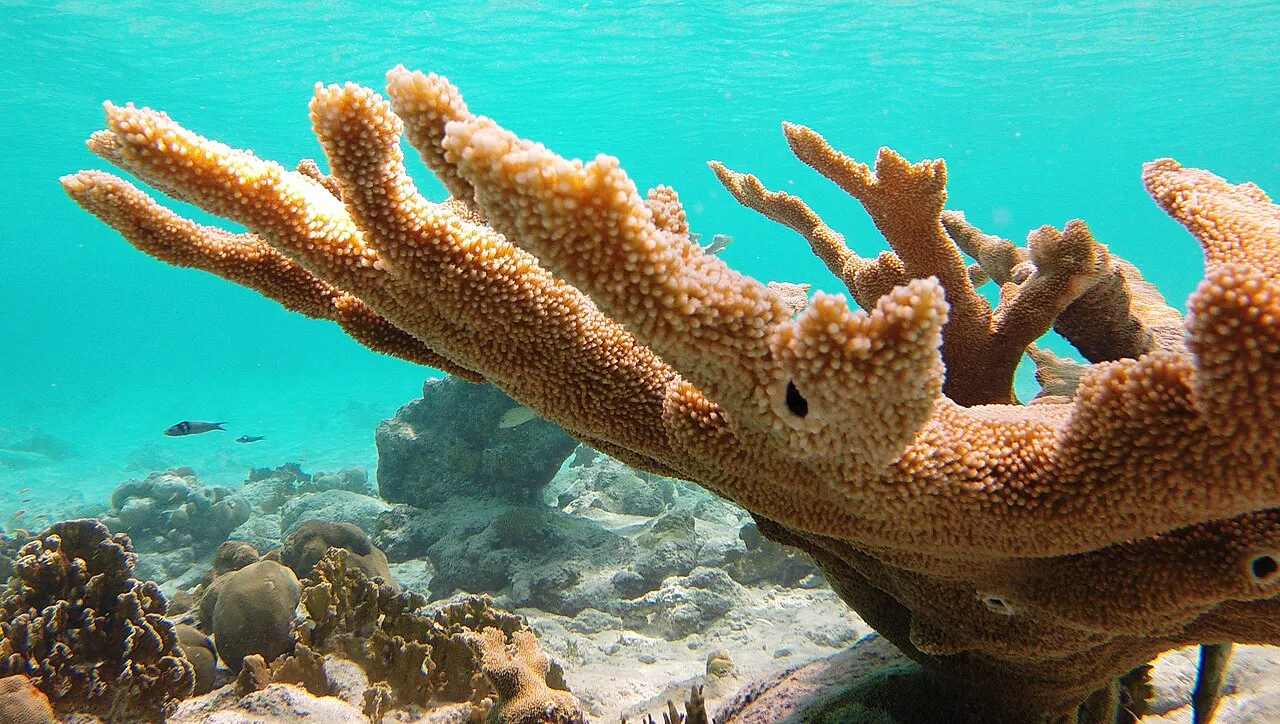 Onderwater bij Bachelor’s Beach: een grote elandgeweikoraal boven het rif in helder turquoise water
