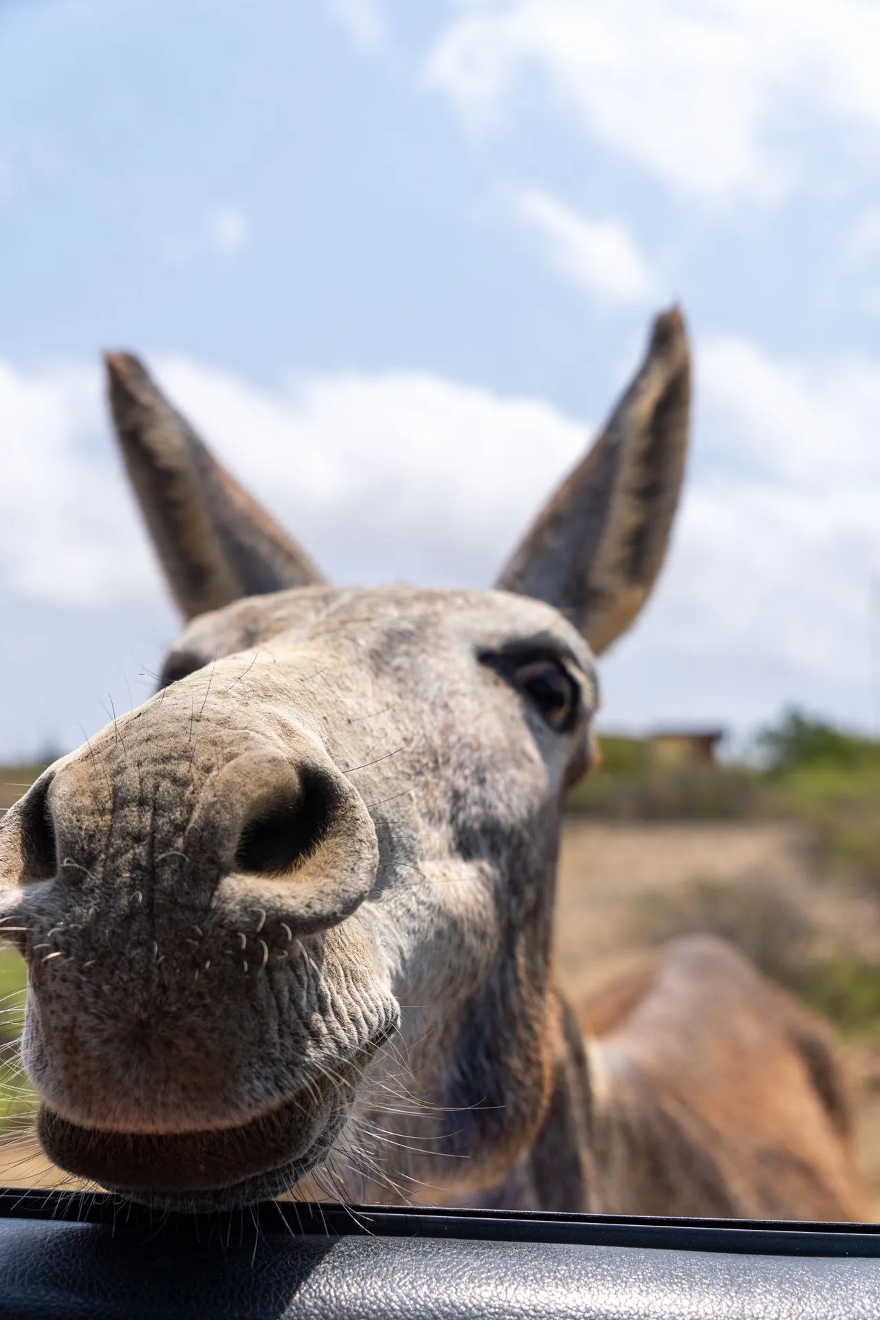 Ezel van dichtbij in de opvang Donkey Sanctuary Bonaire