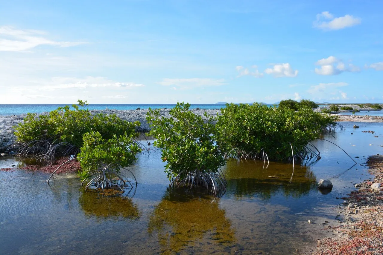 Jonge mangroven met luchtwortels in ondiep helder water langs de kust van Bonaire